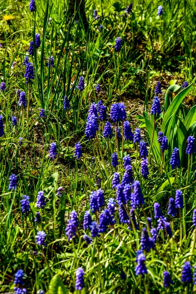 Sunbeams Shine Muscari Armeniacum Flowers Commonly Known Grape Hyacinth Spring — Stock Photo, Image