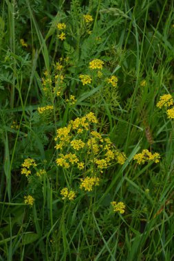 Wintercress Barbarea vulgaris 'in (Brassicaceae) yakın çekimi. Seçici odaklanma. Land Cress 'in çiçeği, Barbarea vernası. Yaz manzarasının bulanık arka planında sarı bahar çiçeği tecavüzü..