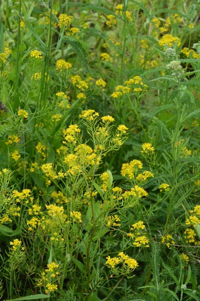 冬の終わりバーバガリス アブラナ科 夏の風景のぼかしの背景に黄色の春の花の菜の花 — ストック写真