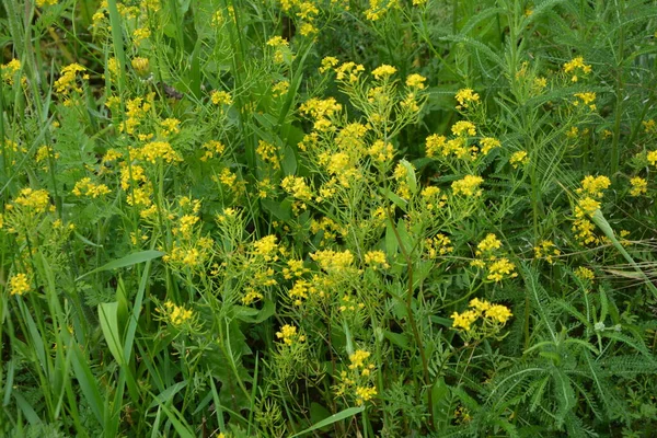 Wintercress Barbarea Vulgaris Brassicaceae Yakın Çekimi Seçici Odaklanma Land Cress — Stok fotoğraf