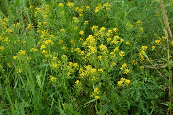 Wintercress Barbarea Vulgaris Brassicaceae Közelsége Selective Focus Flower Land Cress — Stock Fotó