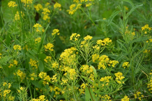 冬の終わりバーバガリス アブラナ科 夏の風景のぼかしの背景に黄色の春の花の菜の花 — ストック写真