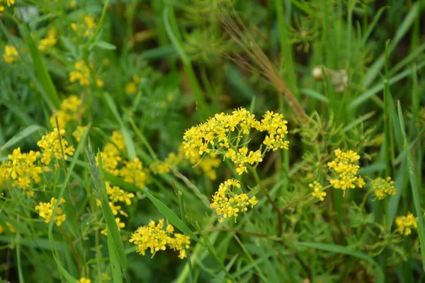 冬の終わりバーバガリス アブラナ科 夏の風景のぼかしの背景に黄色の春の花の菜の花 — ストック写真