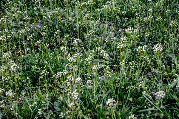 Capsella Bursa Pastoris Also Known Shepherd Purse Plant Green Spring — Stock Photo, Image