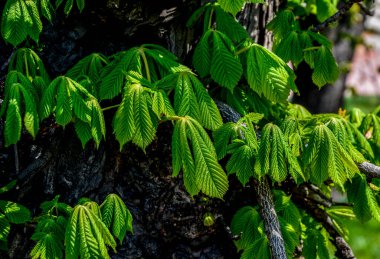 Yeşil Kestane Yaprakları güzel bir ışık tutuyor. Bahar mevsimi, bahar renkleri.