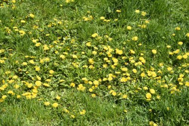 Kabarık sarı tomurcuklu karahindiba çiçeği. Toprakta yetişen sarı karahindiba çiçeği. Taraxacum officinale.