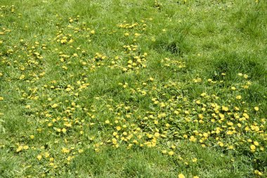 Kabarık sarı tomurcuklu karahindiba çiçeği. Toprakta yetişen sarı karahindiba çiçeği. Taraxacum officinale.