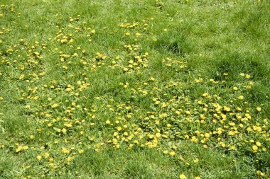 Kabarık sarı tomurcuklu karahindiba çiçeği. Toprakta yetişen sarı karahindiba çiçeği. Taraxacum officinale.