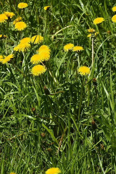 Paardebloem Plant Met Een Pluizige Gele Knop Gele Paardebloem Groeit — Stockfoto