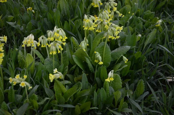 Fleurs Sauvages Printanières Primula Veris Vachette Vachette Commune Onagre — Photo