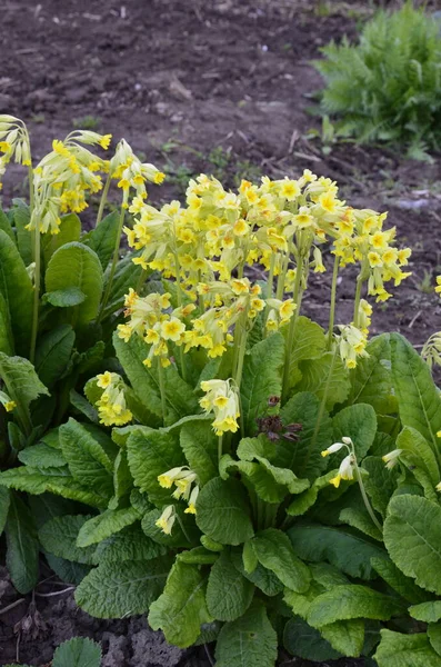 Jarní Divoké Květiny Primula Veris Skluzavka Skluzavka Obecná Skluzavka Prvorostlá — Stock fotografie