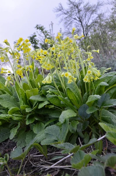 Flores Silvestres Primavera Primula Veris Deslizamiento Vaca Deslizamiento Vaca Común — Foto de Stock