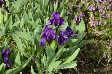 İris reticulata Iridodictyum mor ve sarı renklerle çiçek tarhında