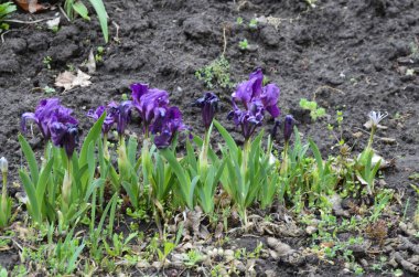 İris reticulata Iridodictyum mor ve sarı renklerle çiçek tarhında