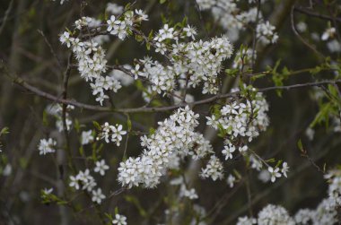 Prunus spinosa, gülgiller (Rosaceae) familyasından bir kuş türü. Prunus spinosa, blackthorn ya da sloe ağacı denir ilkbaharda açan.
