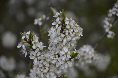 Prunus spinosa, gülgiller (Rosaceae) familyasından bir kuş türü. Prunus spinosa, blackthorn ya da sloe ağacı denir ilkbaharda açan.