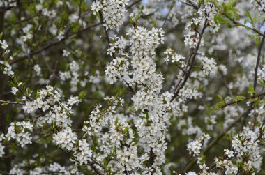 Prunus spinosa, gülgiller (Rosaceae) familyasından bir kuş türü. Prunus spinosa, blackthorn ya da sloe ağacı denir ilkbaharda açan.