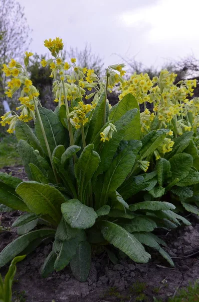 Άνοιξη Αγριολούλουδα Primula Veris Cowslip Κοινή Cowslip Cowslip Primrose — Φωτογραφία Αρχείου