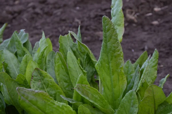 Feuilles Fraîches Oseille Verte Sur Lit Jardin Dans Jardin Oseille — Photo