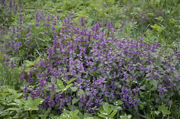 Lamium Purpureum Znane Jako Czerwona Lub Fioletowa Pokrzywa Martwa Ogrodzie — Zdjęcie stockowe