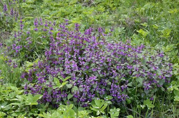 Lamium Purpureum Conocida Como Ortiga Muerta Roja Púrpura Jardín —  Fotos de Stock