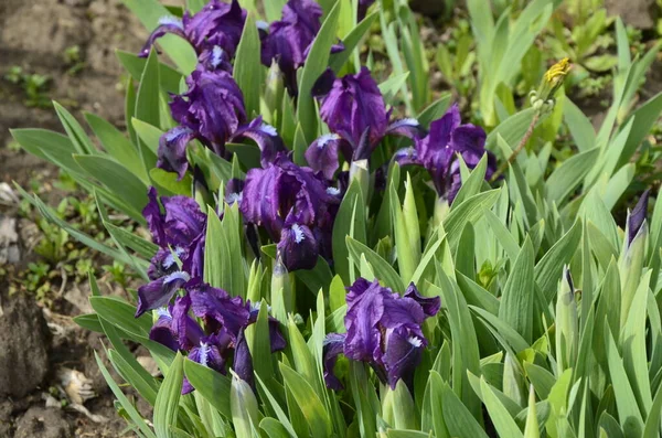 Iris Reticulata Iridodictyum Sobre Macizo Flores Colores Violeta Amarillo —  Fotos de Stock