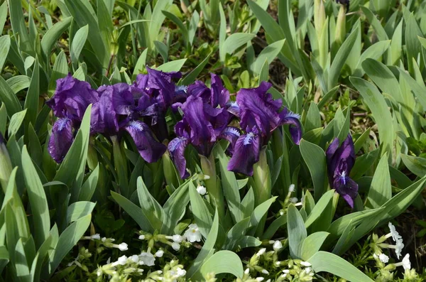 Iris Reticulata Iridodictyum Sobre Macizo Flores Colores Violeta Amarillo —  Fotos de Stock