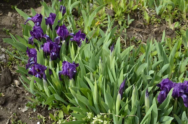 紫罗兰花和黄花床上的紫罗兰花网 — 图库照片
