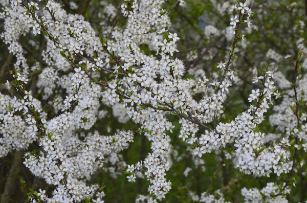 Prunus Spinosa Называемый Blackthorn Sloe Является Одним Видов Цветущих Растений — стоковое фото