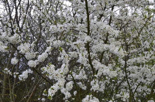 Prunus Spinosa Est Une Espèce Plante Famille Des Rosacées Prunus — Photo