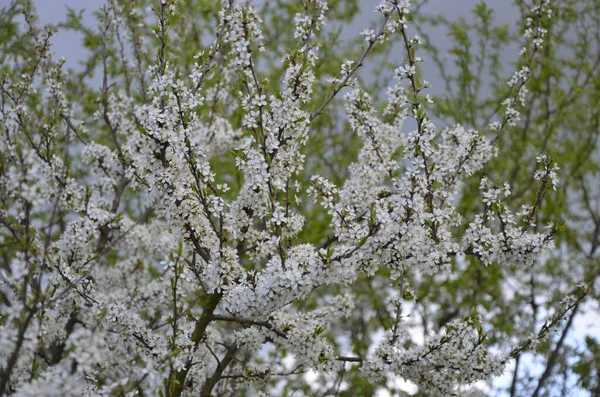 Prunus Spinosa Uma Espécie Angiospermas Família Rosaceae Prunus Spinosa Chamado — Fotografia de Stock