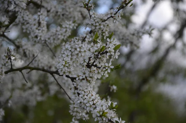 Prunus Spinosa Called Blackthorn Sloe Species Flowering Plant Rose Family — Stock Photo, Image