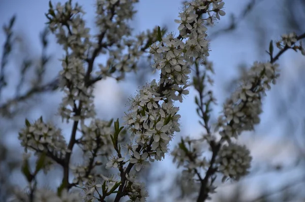 プルナス スピノサ Prunus Spinosa ブラックソーンまたはスローズと呼ばれ バラ科バラ科の開花植物の一種です 春に咲く黒いとげやスローツリーと呼ばれるプルヌススピノーサ — ストック写真