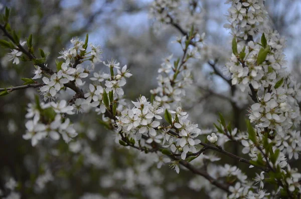 스피노사 Prunus Spinosa 속하는 꽃식물의 일종이다 봄철에 나무늘보 — 스톡 사진