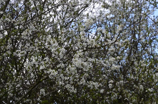 Prunus Spinosa Called Blackthorn Sloe Species Flowering Plant Rose Family — Stock Photo, Image