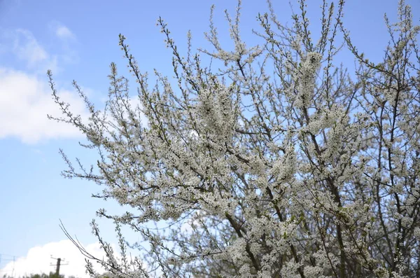 Prunus Spinosa Uma Espécie Angiospermas Família Rosaceae Prunus Spinosa Chamado — Fotografia de Stock