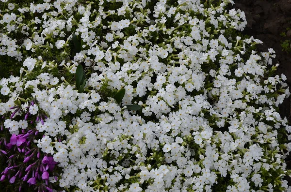 多年生地面复盖开花植物 在高山花坛上爬行的柔毛 Phlox Subulata 或苔藓 有选择的重点 — 图库照片