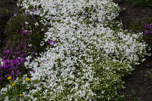 Perennial ground cover blooming plant. Creeping phlox - Phlox subulata or moss phlox on the alpine flowerbed. Selective focus.