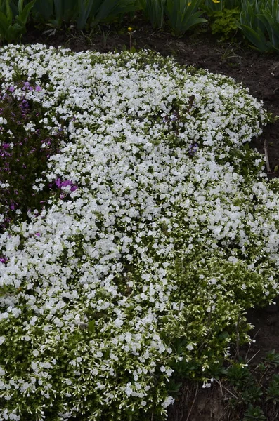 Mehrjährige Bodendecker Blühende Pflanze Kriechphlox Phlox Subulata Oder Moosphlox Auf — Stockfoto