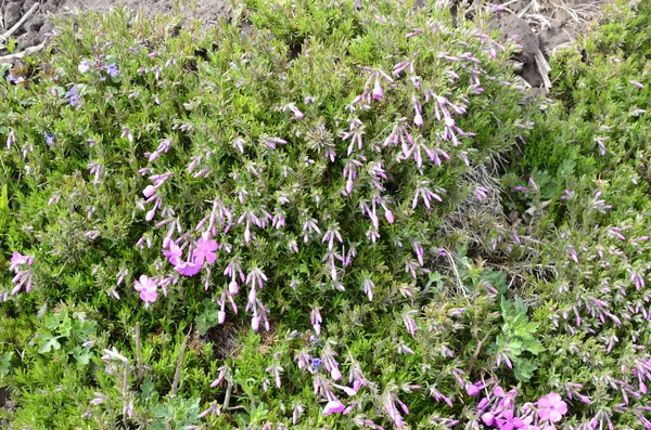 Perennial ground cover blooming plant. Creeping phlox - Phlox subulata or moss phlox on the alpine flowerbed. Selective focus.