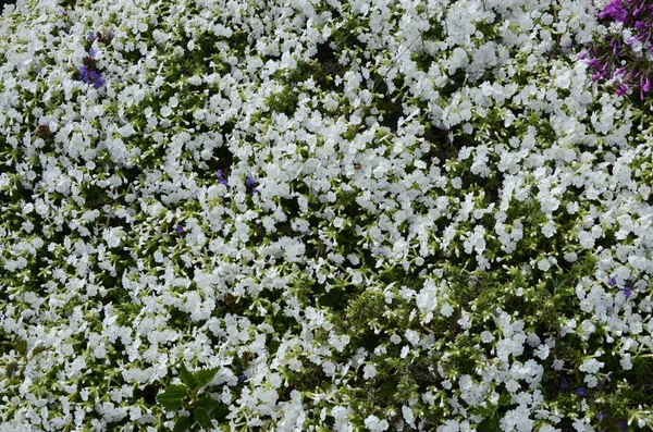 Perennial ground cover blooming plant. Creeping phlox - Phlox subulata or moss phlox on the alpine flowerbed. Selective focus.