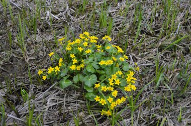 Güzel bahar çiçeği Caltha Palustris Kingcup veya Marsh Marigold. Çiçekli Marigold (Caltha palustris)