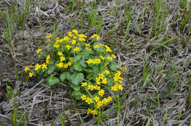 Güzel bahar çiçeği Caltha Palustris Kingcup veya Marsh Marigold. Çiçekli Marigold (Caltha palustris)