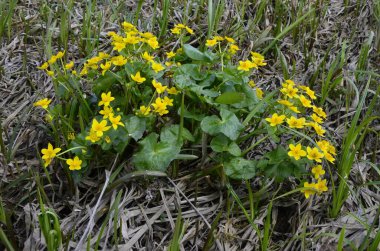 Güzel bahar çiçeği Caltha Palustris Kingcup veya Marsh Marigold. Çiçekli Marigold (Caltha palustris)