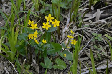 Güzel bahar çiçeği Caltha Palustris Kingcup veya Marsh Marigold. Çiçekli Marigold (Caltha palustris)