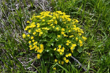 Güzel bahar çiçeği Caltha Palustris Kingcup veya Marsh Marigold. Çiçekli Marigold (Caltha palustris)