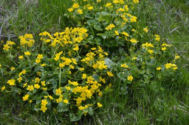 Güzel bahar çiçeği Caltha Palustris Kingcup veya Marsh Marigold. Çiçekli Marigold (Caltha palustris) 