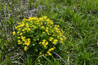 Güzel bahar çiçeği Caltha Palustris Kingcup veya Marsh Marigold. Çiçekli Marigold (Caltha palustris) 