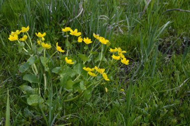 Güzel bahar çiçeği Caltha Palustris Kingcup veya Marsh Marigold. Çiçekli Marigold (Caltha palustris) 