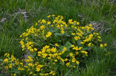 Güzel bahar çiçeği Caltha Palustris Kingcup veya Marsh Marigold. Çiçekli Marigold (Caltha palustris) 